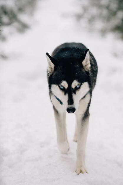 Husky cachorro andando na neve no dia frio de inverno
