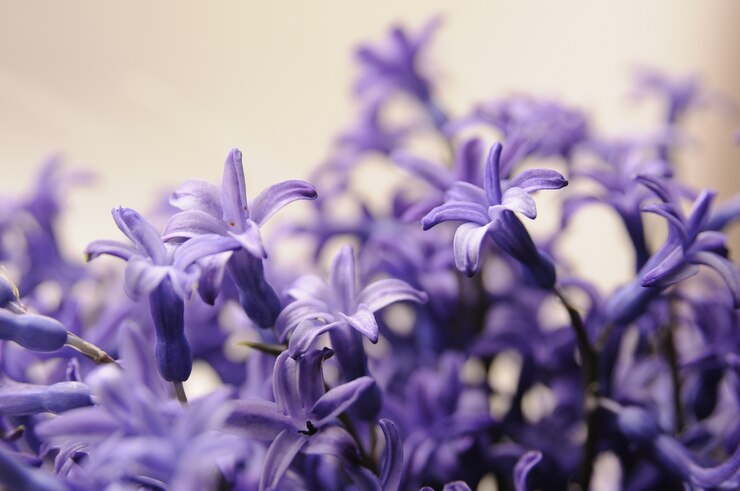 Foto grátis hyacinth de jardim holandês comum (hyacinthus orientalis) close up. flores macro de hyacinthus orientalis, lâmpadas de jacintos de jardim, fundo bokeh. flor de hyacinthus em branco