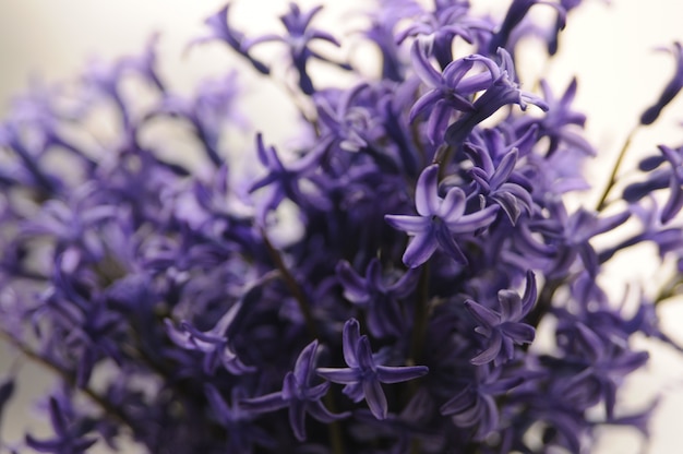 Hyacinth de jardim holandês comum (hyacinthus orientalis) close up. flores macro de hyacinthus orientalis, lâmpadas de jacintos de jardim, fundo bokeh. flor de hyacinthus em branco