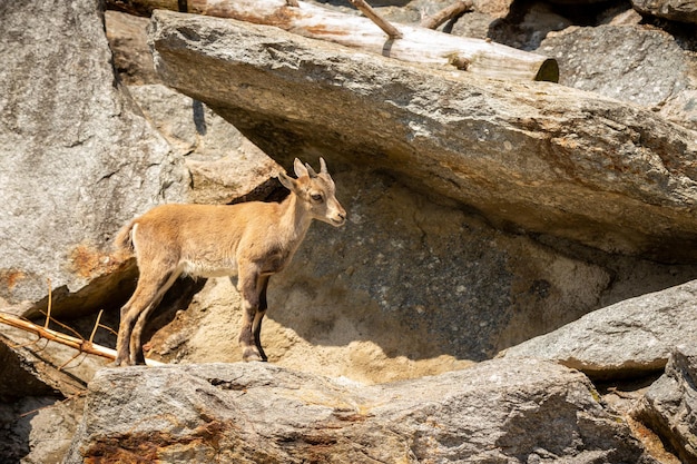 Ibex luta na área de montanha rochosa Animais selvagens em cativeiro Dois machos lutando por fêmeas