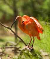 Foto grátis ibis escarlate