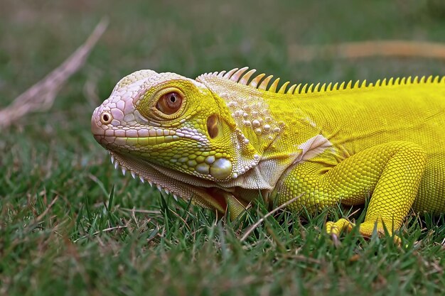 Iguana amarela closeup rosto albino iguana closeup