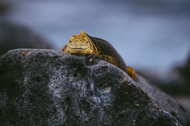 Iguana amarela em uma rocha, olhando para a câmera com fundo desfocado