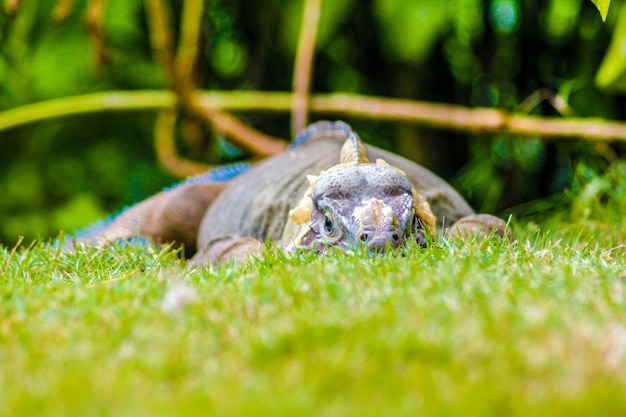 Iguana empoleirada na grama verde na república dominica