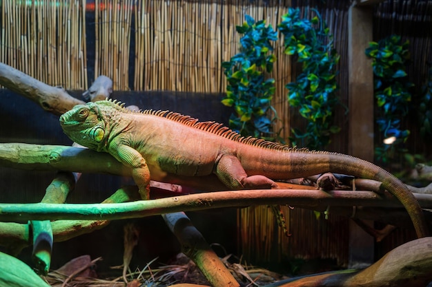 Foto grátis iguana sentada em um terrário