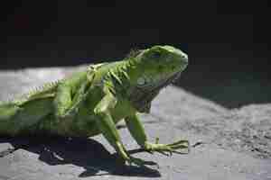 Foto grátis iguana verde brilhante coçando com o pé de trás em uma rocha