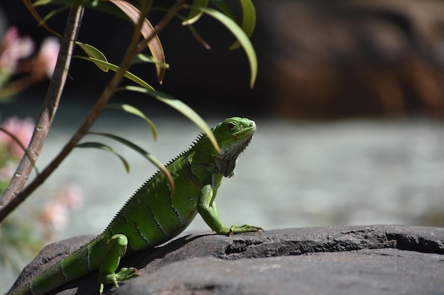 Iguana verde brilhante subindo ao lado de uma rocha no caribe Foto Premium