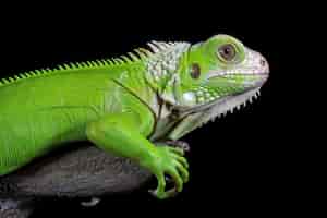 Foto grátis iguana verde closeup de vista lateral animal closeup