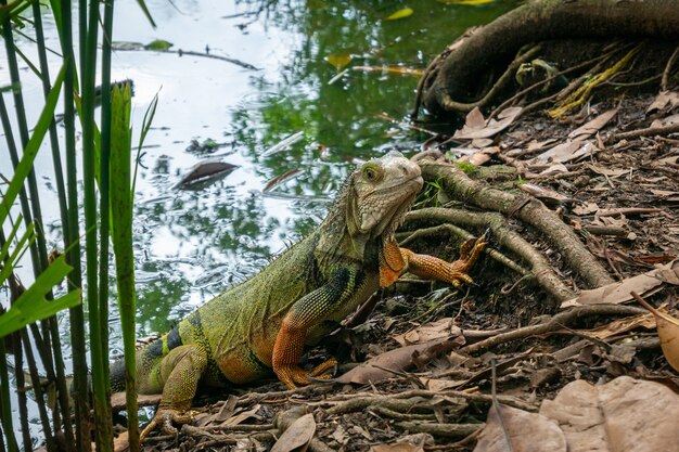 Iguana verde emergindo do lago verde cheio de folhas secas