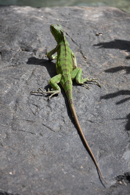 Foto grátis iguana verde muito comprida esticada sobre uma rocha