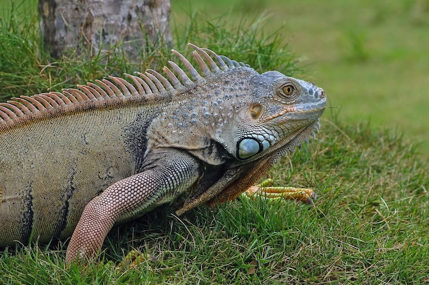 Iguana verde tomando banho de sol na grama
