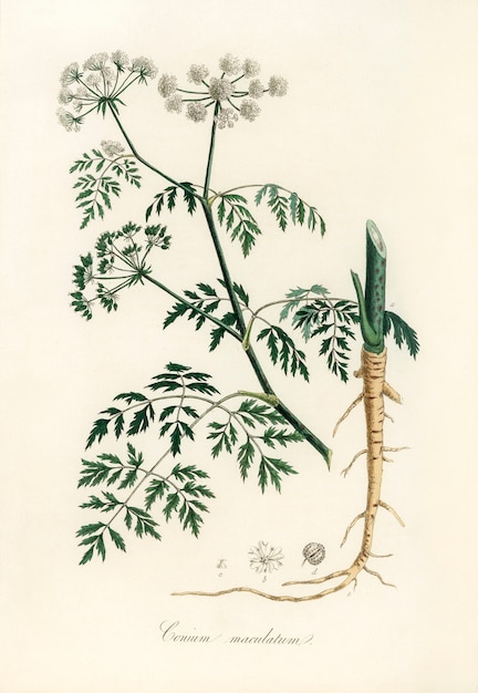 Foto grátis ilustração de hemlock (conium maculatum) de medical botany (1836)