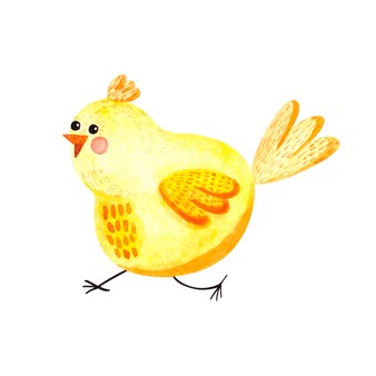 Ilustração em aquarela com frango bonito amarelo em um fundo branco