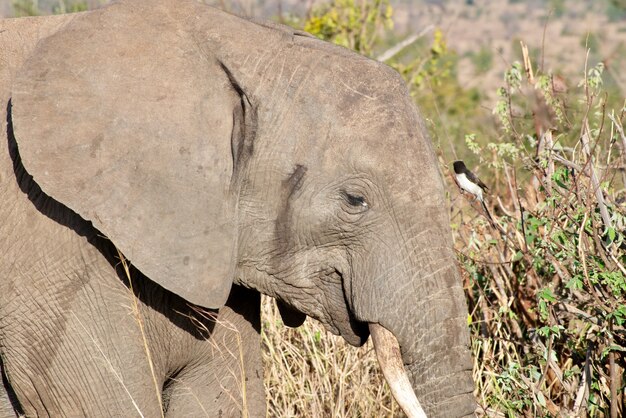 Imagem aproximada da cabeça de um elefante fofo no deserto