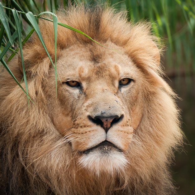 Imagem aproximada da cabeça de um lindo leão