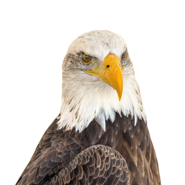 Imagem aproximada da cabeça de uma águia majestosa