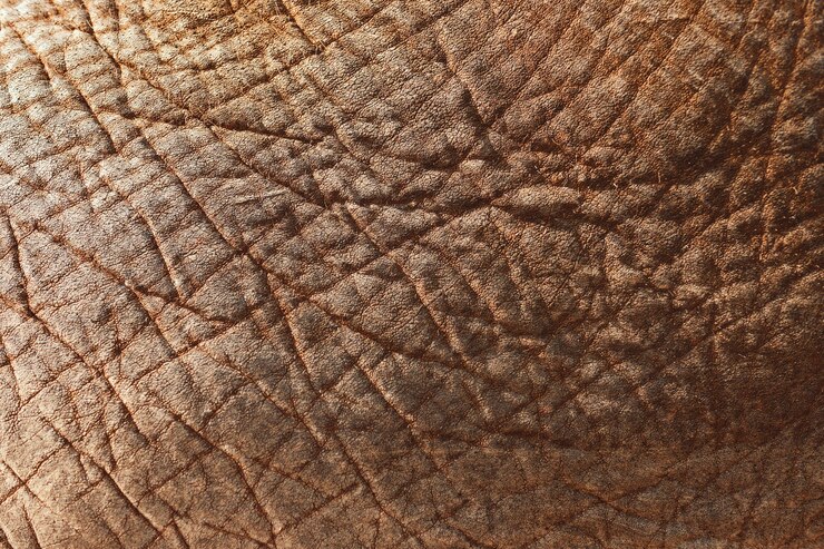 Foto grátis imagem aproximada da pele de um elefante asiático - perfeita para o fundo