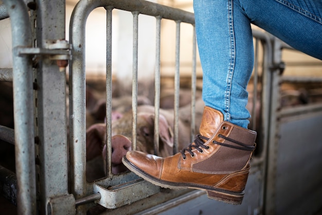 Imagem aproximada da perna e das botas do fazendeiro apoiadas na gaiola enquanto os porcos comem no fundo