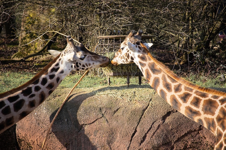 Foto grátis imagem aproximada de duas girafas comendo feno de um cocho como se estivessem se beijando