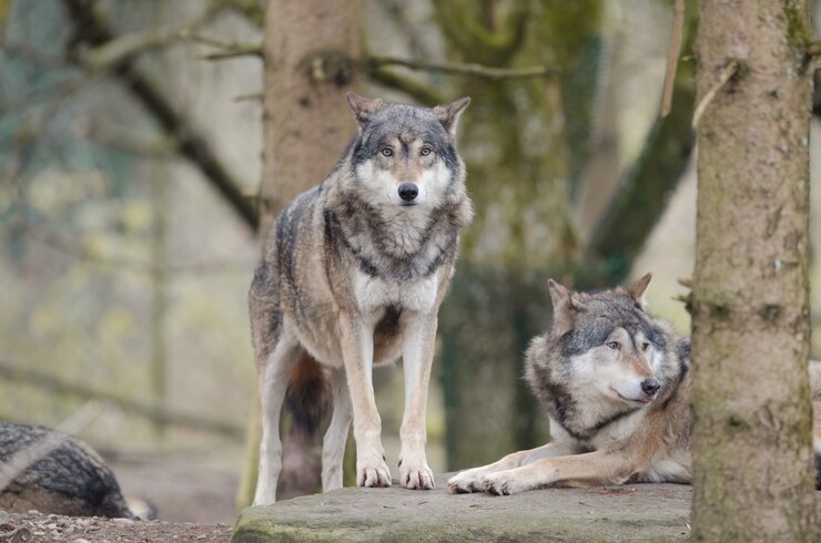 Foto grátis imagem aproximada de lobo em pé sobre uma rocha