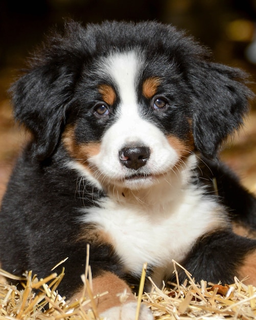 Imagem aproximada de um adorável cachorrinho de montanha Bernese