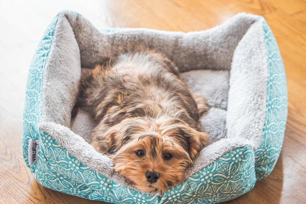 Foto grátis imagem aproximada de um adorável cão doméstico de aparência triste shih-poo dentro de casa