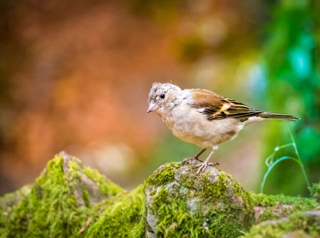 Imagem aproximada de um adorável pássaro tentilhão