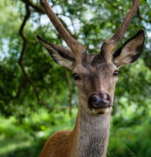 Imagem aproximada de um alce macho atrás das árvores