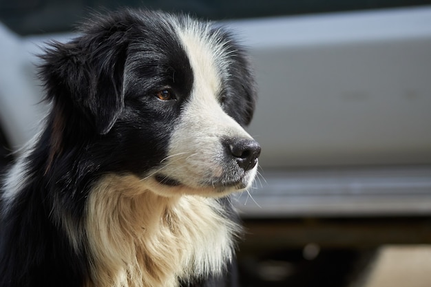 Imagem aproximada de um cão Border Collie fofo