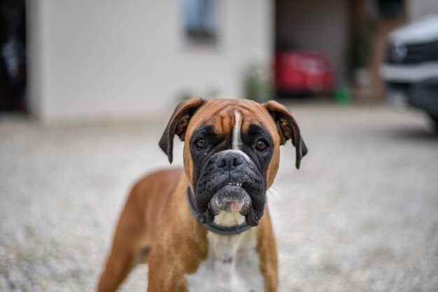 Imagem aproximada de um cão boxer fofo
