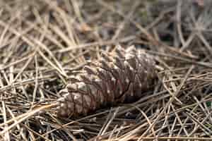 Foto grátis imagem aproximada de um cone colocado no solo de agulhas de pinheiro