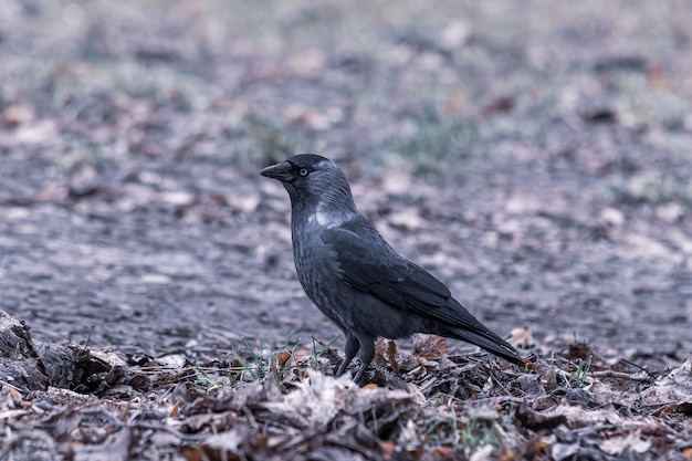 Imagem aproximada de um corvo negro parado no chão