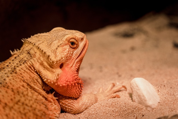 Imagem aproximada de um dragão barbudo central na areia