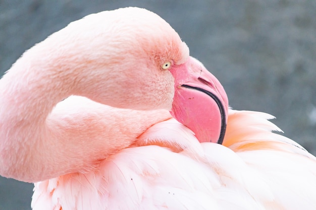 Imagem aproximada de um flamingo apoiando a cabeça nas costas