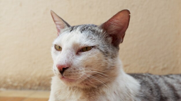 Imagem aproximada de um gato doméstico com um fundo desfocado