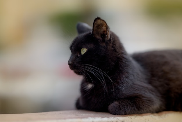 Imagem aproximada de um gato preto deitado calmamente no chão e ignorando completamente a câmera