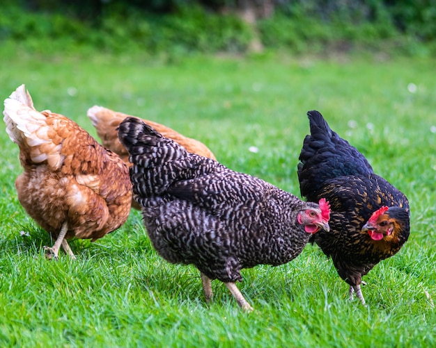 Imagem aproximada de um grupo de galinhas pastando em um campo