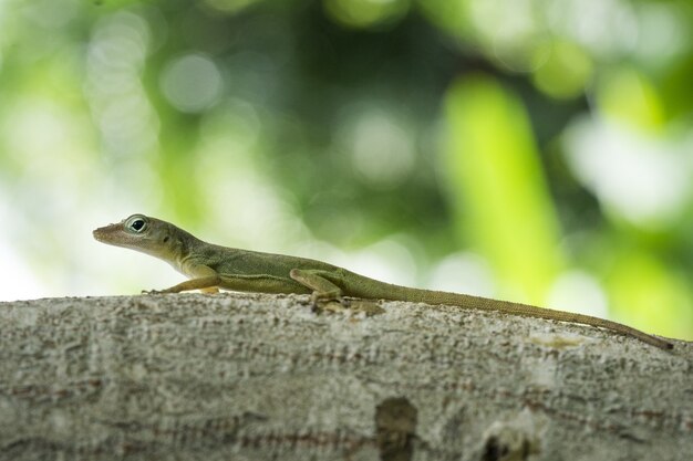 Imagem aproximada de um lagarto em um galho de árvore