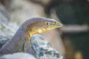 Foto grátis imagem aproximada de um lagarto