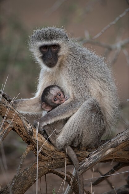 Imagem aproximada de um macaco cara-preta abraçando seu bebê