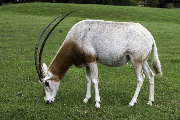 Imagem aproximada de um órix com chifres pastando em um pasto