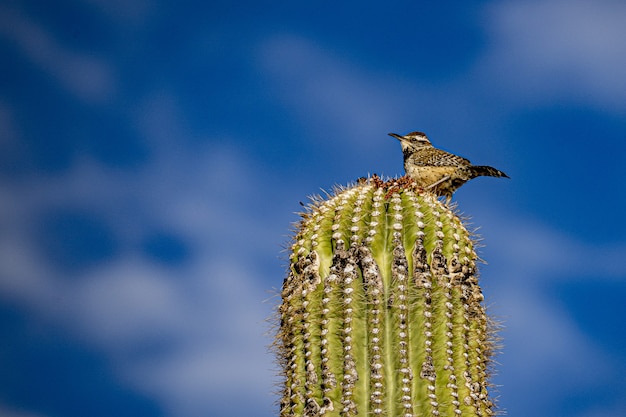 Imagem aproximada de um pássaro cactus wren empoleirado no topo de uma placa de cacto saguaro