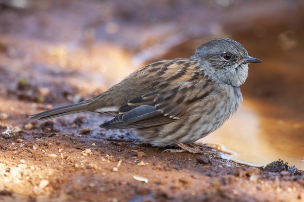 Imagem aproximada de um pássaro dunnock descansando em uma superfície de terra