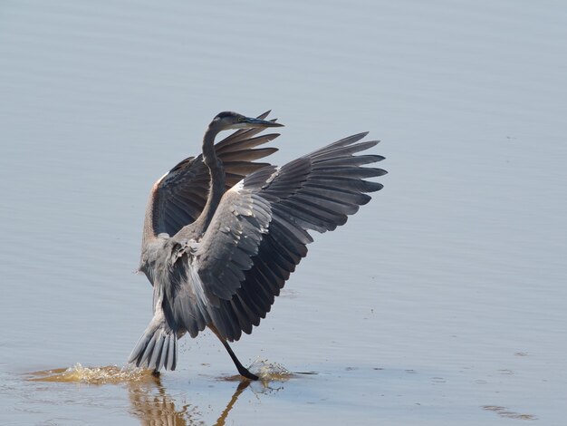 Imagem aproximada de um pássaro Grey Heron na água