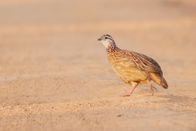 Imagem aproximada de um pássaro perdiz caminhando na areia