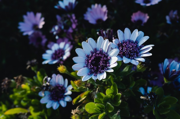 Imagem aproximada de um pequeno aglomerado de margaridas africanas com flores longas e resistentes