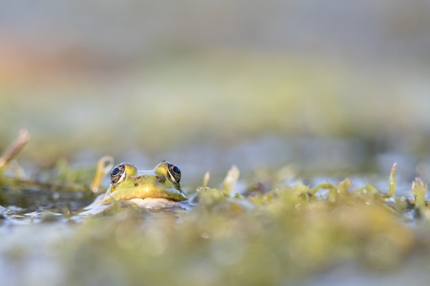 Imagem aproximada de um sapo enfiando a cabeça para fora da água