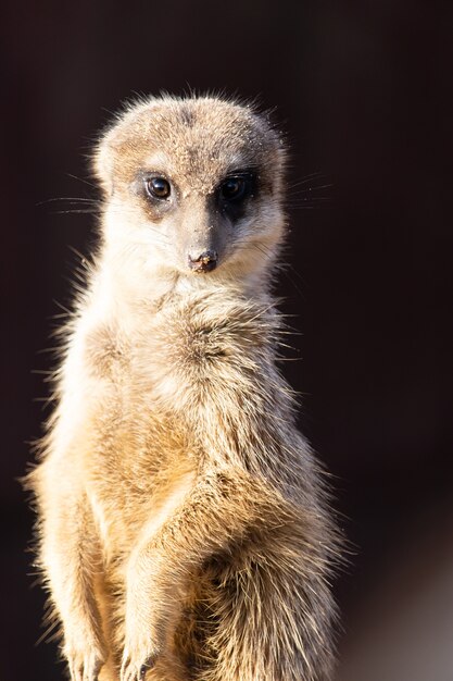 Imagem aproximada de um suricato alerta olhando diretamente