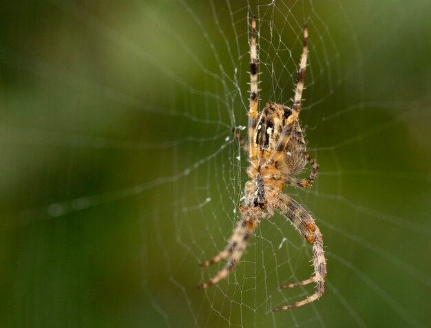 Imagem aproximada de uma aranha em uma teia de aranha