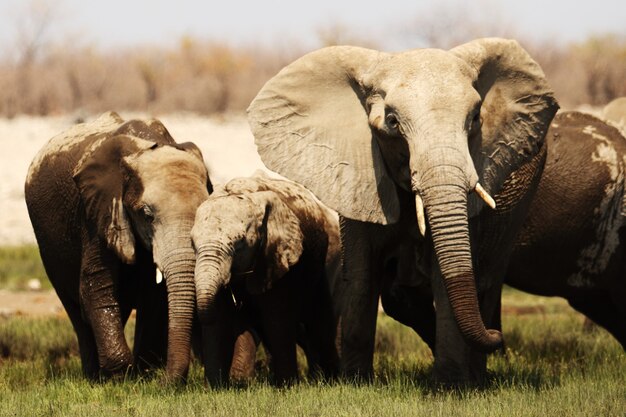 Imagem aproximada de uma família de elefantes caminhando pela planície de savana gramada